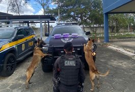 Cão farejador da PM localiza 6kg de skunk em ônibus na BR-101, em São Sebastião