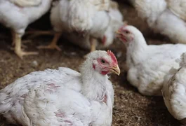 H9N2 pode virar pandemia? Saiba por que cepa da gripe aviária preocupa