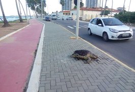 Tartaruga morta é encontrada em calçada de avenida em Cruz das Almas, Maceió