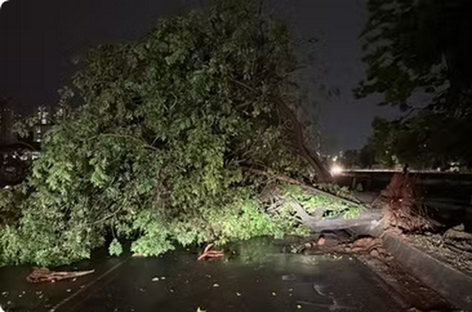 Temporal mata pessoa após queda de árvore e bairros ficam sem energia elétrica em SP