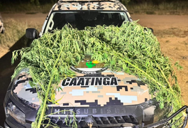 Polícia Militar flagra plantio de maconha em quintal de oficina em Canapi