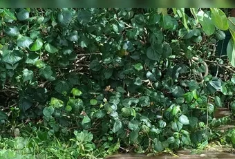 Idoso de 66 anos é encontrado morto na Lagoa Mundaú, em Santa Luzia do Norte