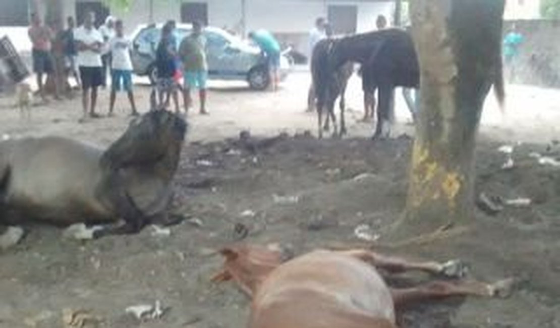 Criador de animais procura polícia para denunciar morte de 6 cavalos