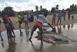 Vídeo. Três tubarões são capturados por pescadores no Pontal do Peba