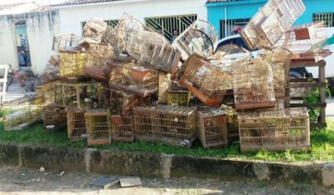 Mais de 60 pássaros silvestres são apreendidos em São Miguel e Boca da Mata