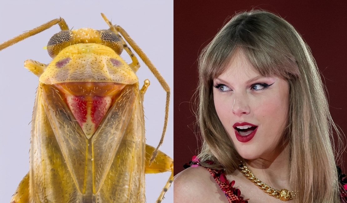 Swifties? Novos insetos descobertos recebem nomes em homenagem a Taylor Swift
