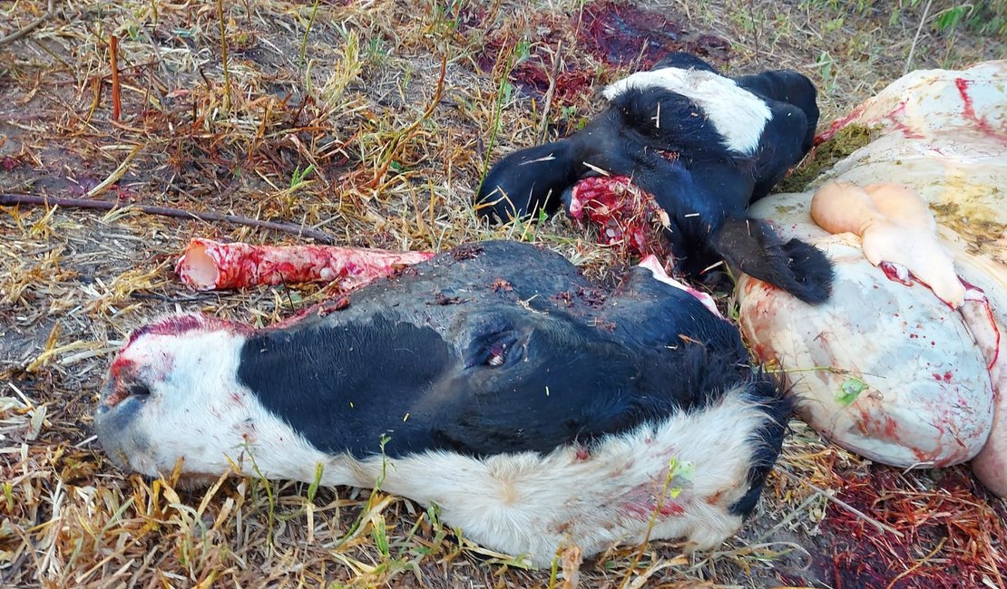 Criminosos invadem propriedade rural e matam boi e vacas prenhas em Craíbas