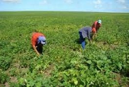 Agricultores alagoanos têm até o dia 30 de novembro para renegociar dívidas