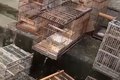 VÍDEO: BPA resgata 37 aves que estavam em local irregular em Maceió
