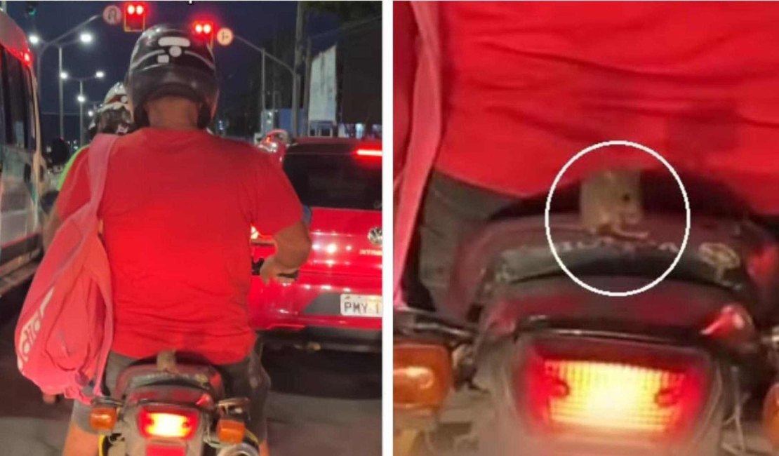 Rato é flagrado pegando 'carona' na garupa de motocicleta no Ceará: 'Ratatouille sem capacete'