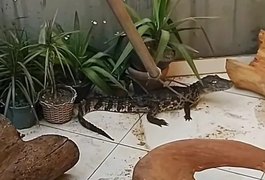 Proprietário de quiosque na Praia do Francês encontra jacaré em seu estabelecimento