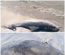 Filhote de peixe-boi e golfinho são encontrados mortos em praias alagoanas