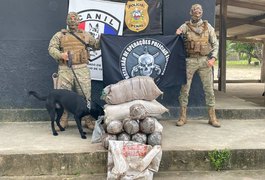 Quase 100kg: Polícia descobre delivery de drogas e apreende maconha em sacos de farinha em Maceió