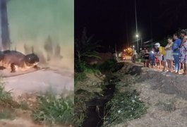 VÍDEO: Jacaré com cerca de 2 metros de comprimento é visto perto de residências em Arapiraca