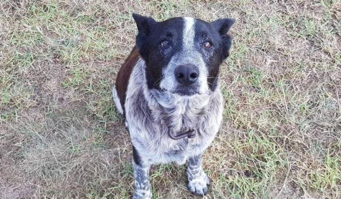 Cão surdo e parcialmente cego ajuda a resgatar menina desaparecida