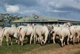 Com 100% de liquidez, 25º Leilão IBC confirma força da genética Nelore alagoana