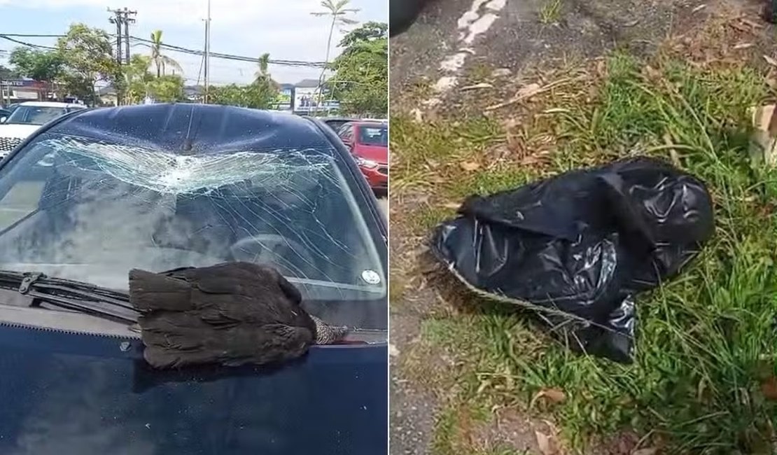 Urubu cai do céu e destrói carro estacionado no litoral de SP