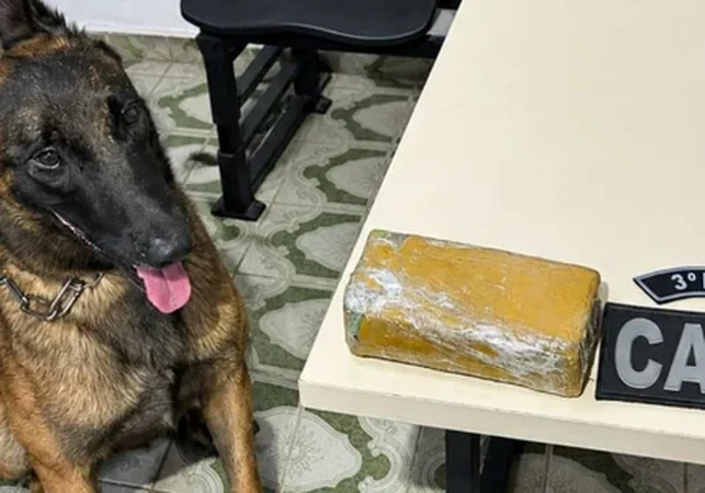 Cão farejador localiza 535 gramas de maconha em casa abandonada em Arapiraca
