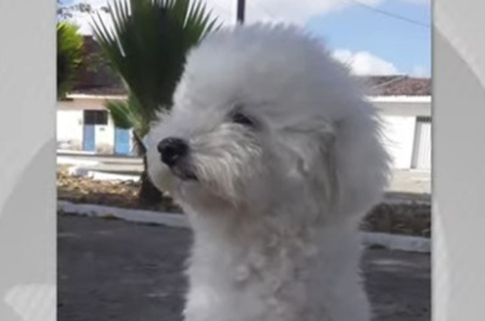 Cadela morre após ataque de pitbull solto no bairro Cidade Universitária, em Maceió