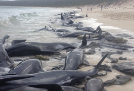 Mais de 100 baleias encalham em praia na Austrália; maioria morre