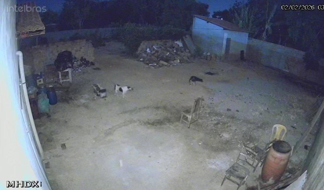 Ataque de cachorros mata 35 galinhas e causa prejuízo de quase R$ 2 mil, em Arapiraca
