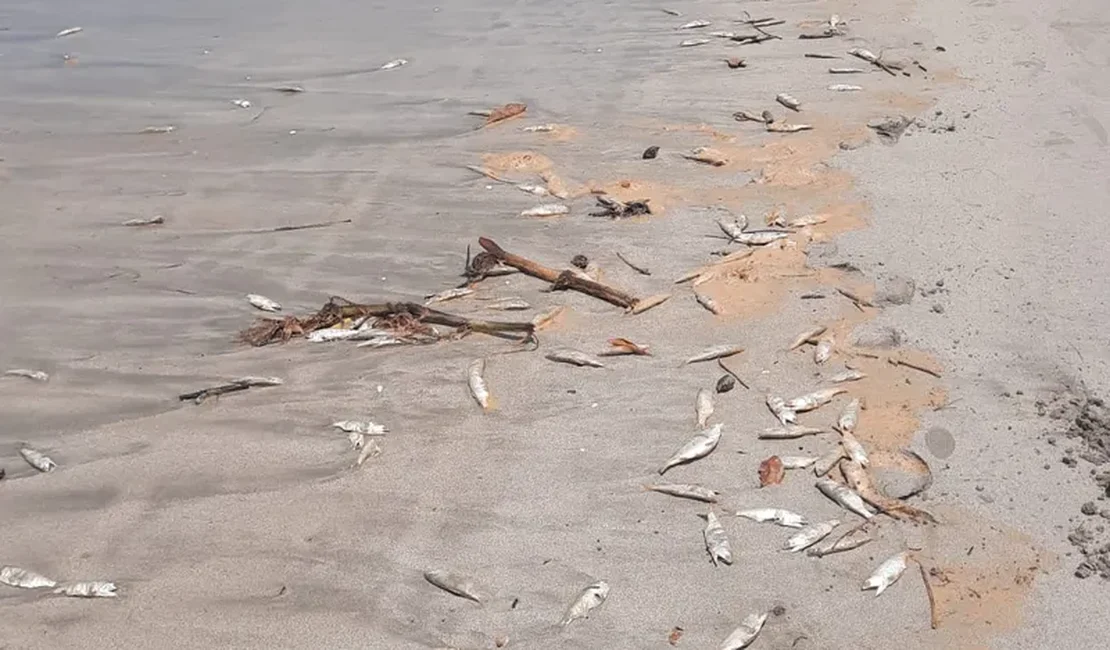 Centenas de peixes mortos são encontrados em praia da Barra de Santo Antônio