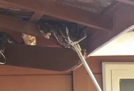 Jiboia é resgatada pelo BPA após ser encontrada em telhado de residência em Maceió