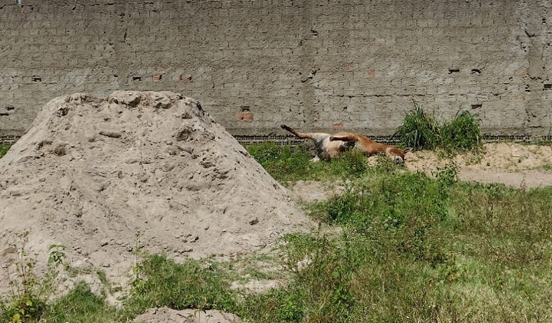 VÍDEO. Burrinha é encontrada morta, há 3 dias, em terreno próximo à UPA, em Arapiraca