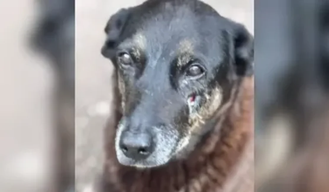 Cão Orelha: MP pede arquivamento de inquérito e afasta hipótese de agressão