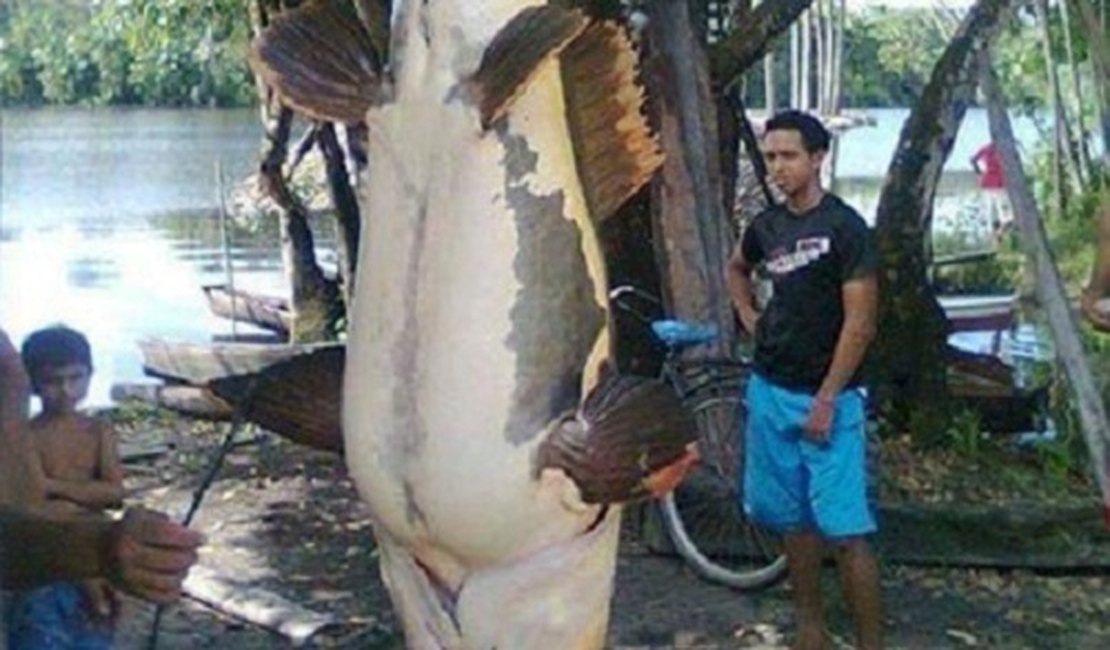 Pescadores capturam peixe raro de 1,5m e 80 quilos