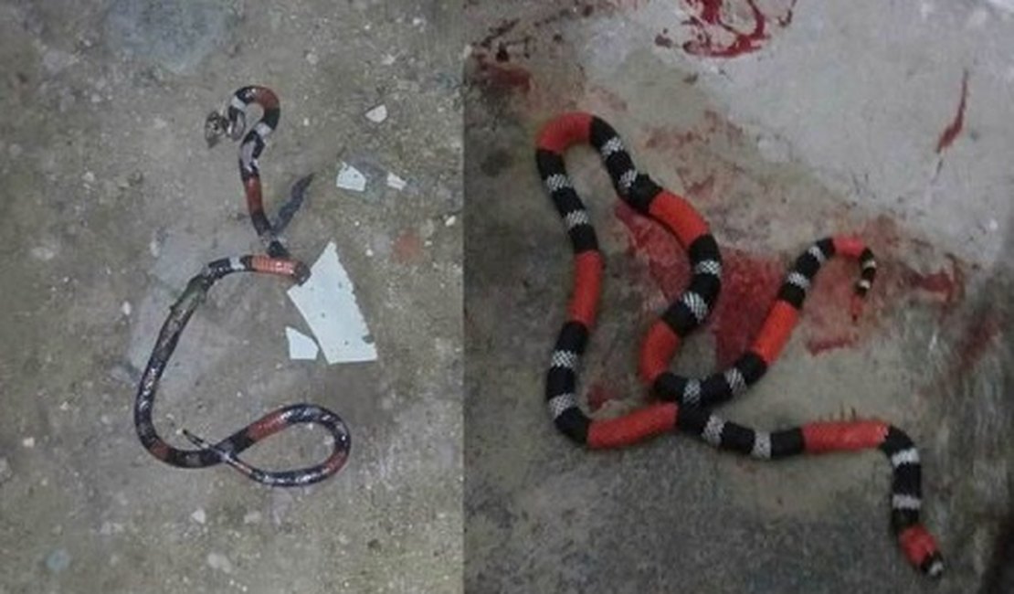 Populares reclamam de invasão de cobras em loteamento e apelam para o poder público