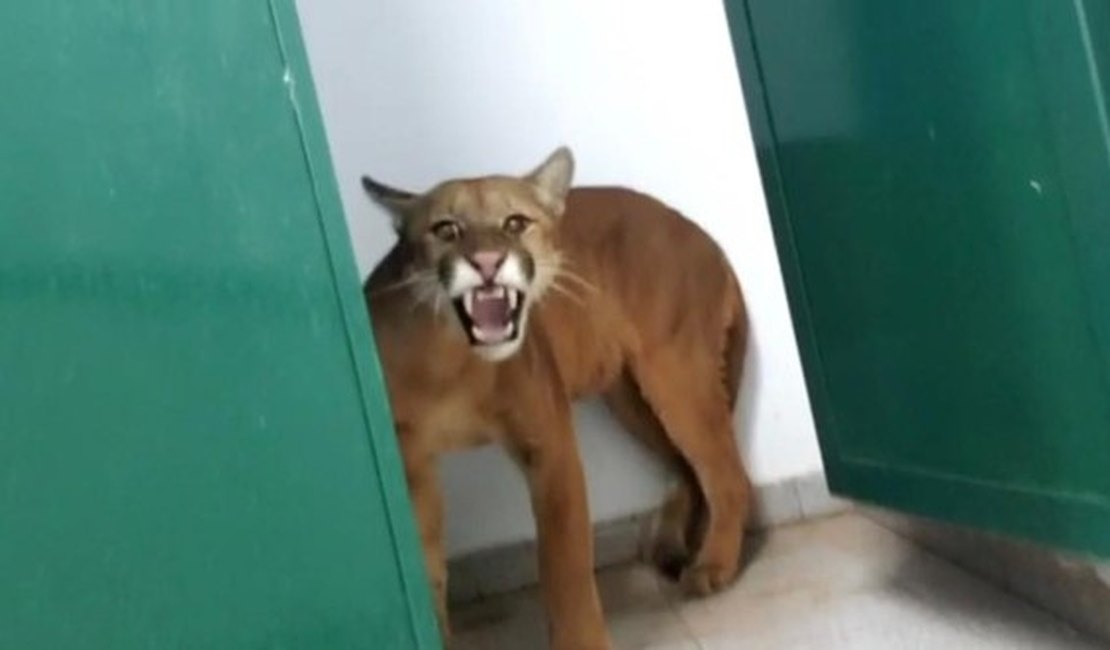 Menino se assusta ao encontrar onça parda em banheiro de escola