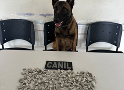 Cão farejador Kaos ajuda PM a localizar drogas escondidas em obra e três homens são levados à Central de Polícia em Arapiraca