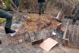 Operação apreende 235 aves e aplica mais de R$ 150 mil em multas, em Alagoas