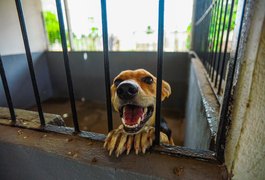 Meu Amigo Pet inicia mutirão voltado a tutores de baixa renda em Arapiraca