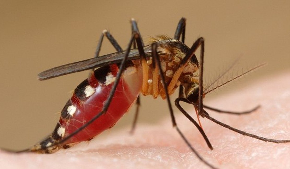 Mais dois casos suspeitos da febre chikungunya em Alagoas