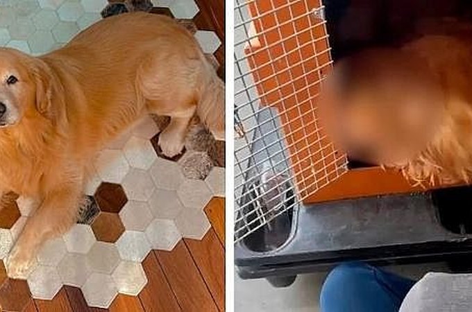 Anac e Ministério de Portos e Aeroportos investigarão morte do cão Joca
