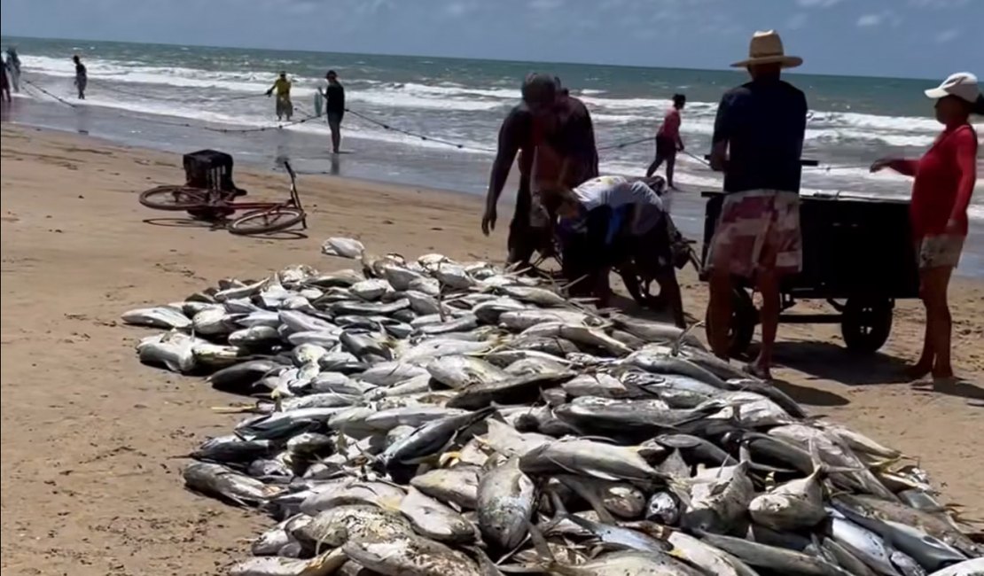 Vídeo. Pescadores comemoram grande quantidade de peixes no Miai de cima