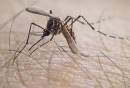 Secretaria de Saúde registra mais de 1.700 casos de dengue em Alagoas este ano