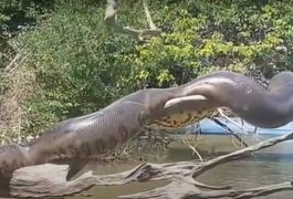 Vídeo de 'anaconda brasileira' tomando sol se torna viral internacional