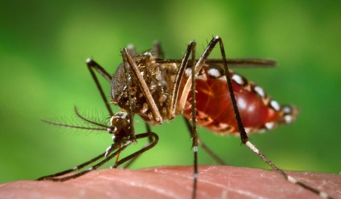 Zika: Comissão Europeia dá 10 milhões de euros para financiar investigação