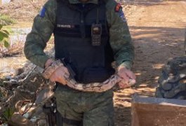 Após fortes chuvas, 4 jacarés e uma jiboia foram encontrados em Praia de Maceió