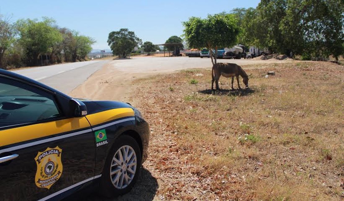 Animais soltos na pista são a 4ª maior causa de acidentes nas BRs em Alagoas