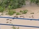VÍDEO: Correnteza arrasta capivaras em Paudalho, no interior de Pernambuco