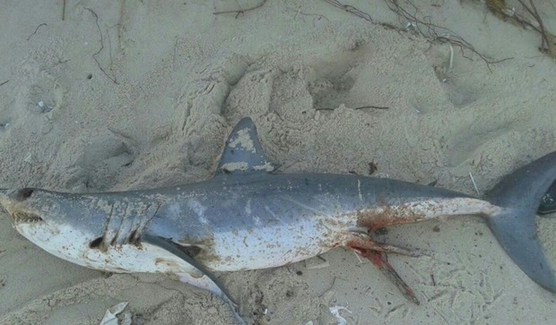 Tubarão é encontrado morto na Praia da Barra de São Miguel