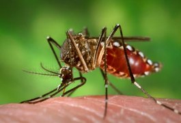 Casos de dengue em Alagoas crescem 85% em 2015, aponta Sesau
