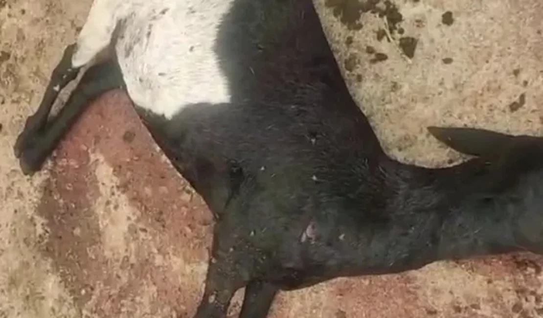 Ataques a rebanhos assustam criadores no Agreste, mas casos não têm registro formal na Polícia Civil