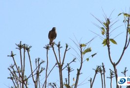 Protegendo filhotes no ninho, gavião ataca alunos em colégio de Maceió