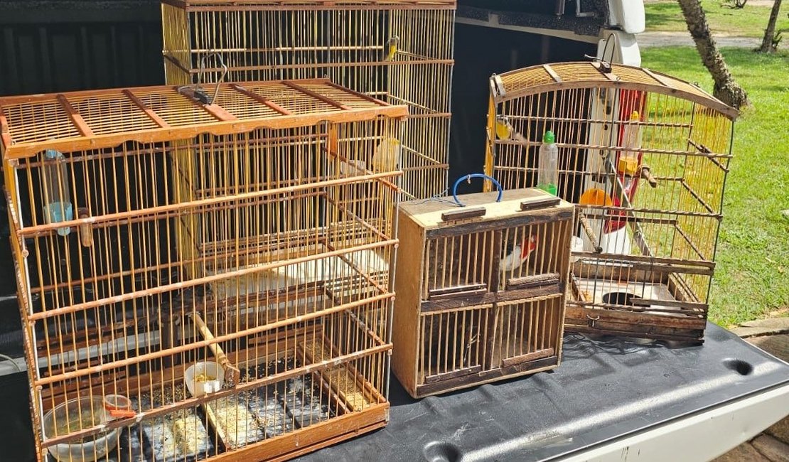 Operação contra cativeiro ilegal apreende mais de 50 aves no fim de semana