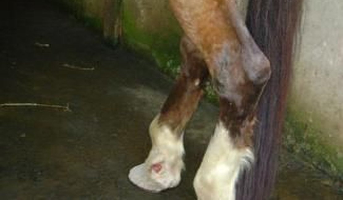 Idoso de 60 anos morre ao levar coice de cavalo em Quebrangulo